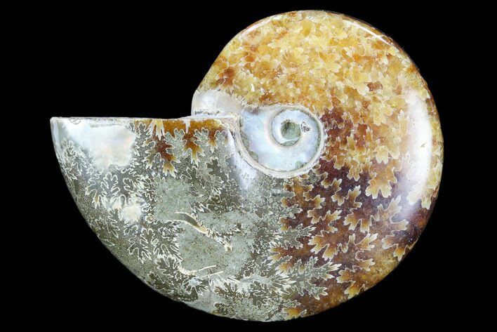 Polished, Agatized Ammonite (Cleoniceras) - Madagascar #119116